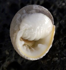 Nerita plicata