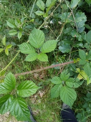 Rubus koehleri