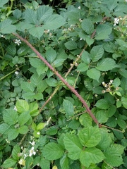 Rubus koehleri