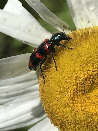 Red-blue Checkered Beetle photo 4