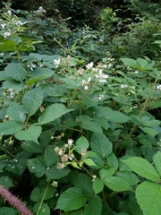 Rubus koehleri