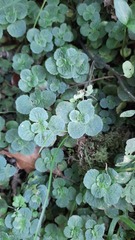 Chrysosplenium oppositifolium