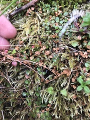 Epilobium brunnescens