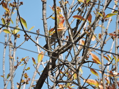 Haemorhous mexicanus