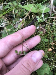 Epilobium brunnescens