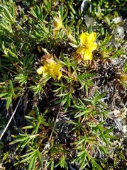 Potentilla biflora