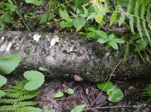 Daldinia (Photo 2 of 14)