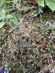 Epilobium brunnescens