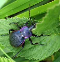 Carabus violaceus dryas