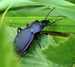 Carabus violaceus dryas