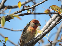 Haemorhous mexicanus