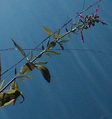 Salvia pentstemonoides