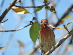 Haemorhous mexicanus