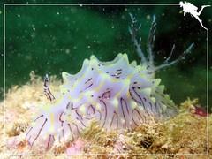 Halgerda willeyi
