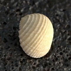 Nerita plicata