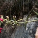 Salvia pentstemonoides - Photo (c) Nancye Saunders Drukker, μερικά δικαιώματα διατηρούνται (CC BY-NC-ND), uploaded by Nancye Saunders Drukker