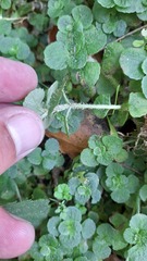 Chrysosplenium oppositifolium