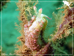 Limenandra barnosii