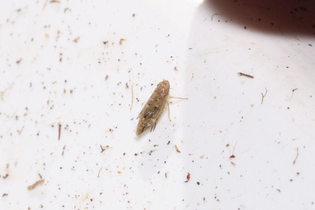 Jassargus alpinus