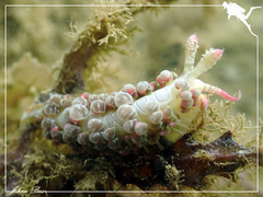 Limenandra barnosii