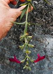 Salvia pentstemonoides