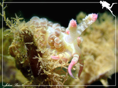 Limenandra barnosii