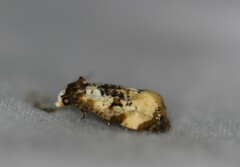 Phalonidia memoranda