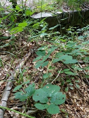 Rubus schleicheri