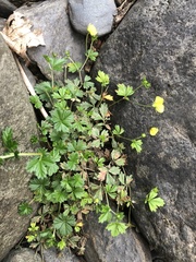 Potentilla anglica