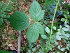Rubus schleicheri