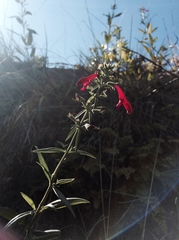 Salvia pentstemonoides