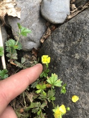 Potentilla anglica