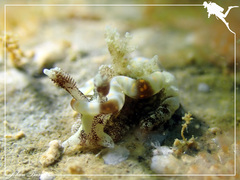 Goniodoris joubini