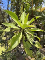 Scaevola chamissoniana