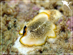 Pseudoceros heronensis