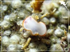 Goniobranchus verrieri