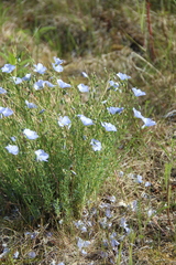 Linum komarovii