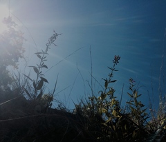 Salvia pentstemonoides