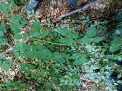 Rubus schleicheri