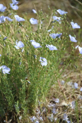 Linum komarovii