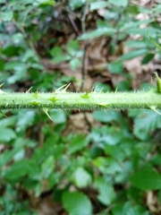 Rubus schleicheri