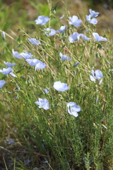 Linum komarovii