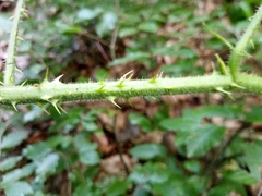 Rubus schleicheri