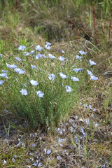 Linum komarovii