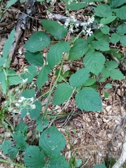 Rubus schleicheri