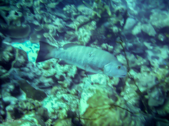 Lutjanus cyanopterus