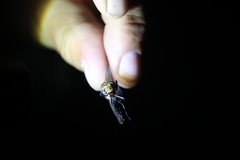 Neurocordulia michaeli