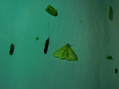 Crocidophora tuberculalis