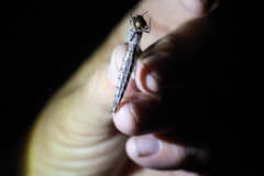 Neurocordulia michaeli