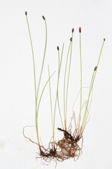 Eleocharis elliptica